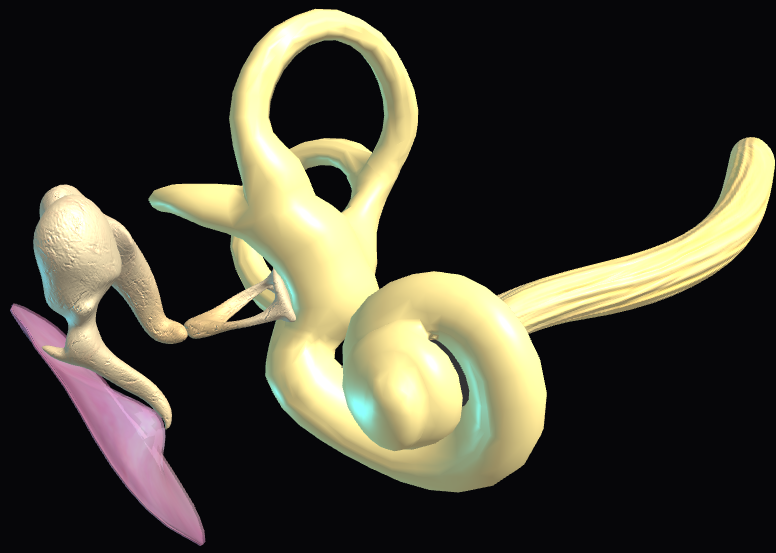 Anatomy of the Inner Ear: 3D Mesh Visualizer & Auditory Simulator