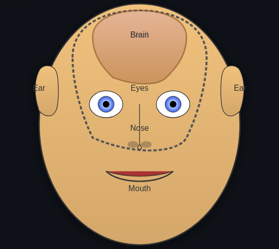 Interactive Human Anatomy & Neural Implant Interface