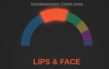 Somatosensory Homunculus Explorer